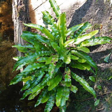 Tongvaren