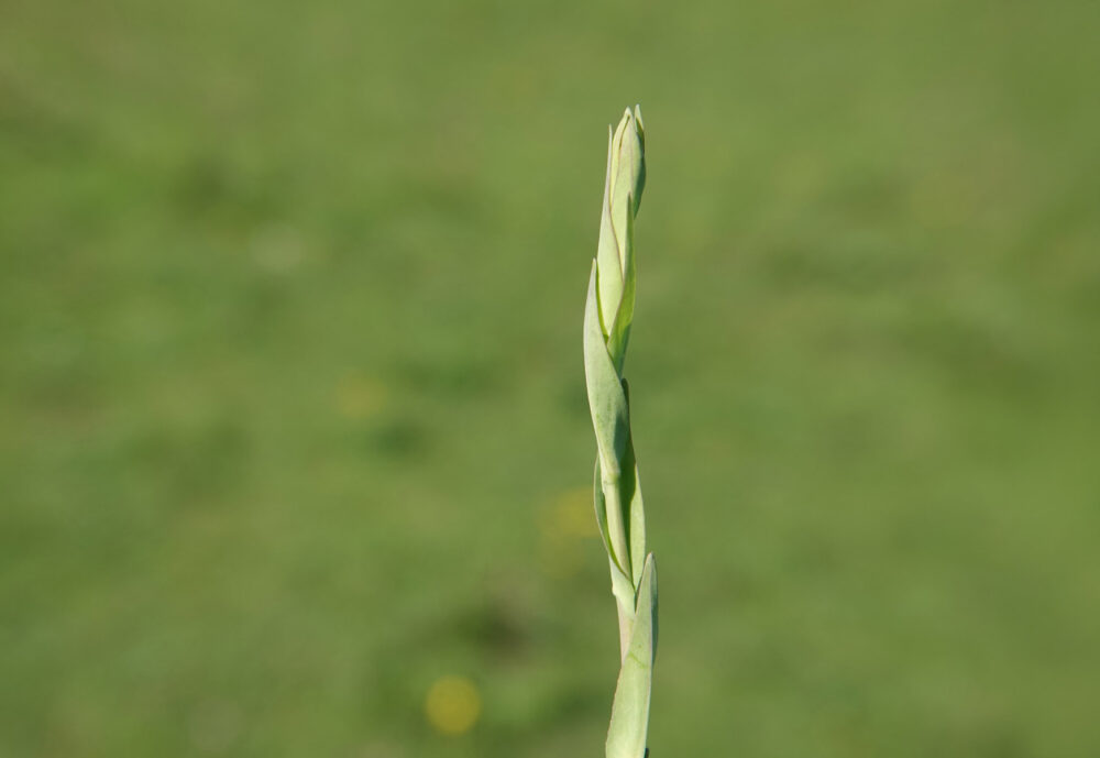 Torenkruid