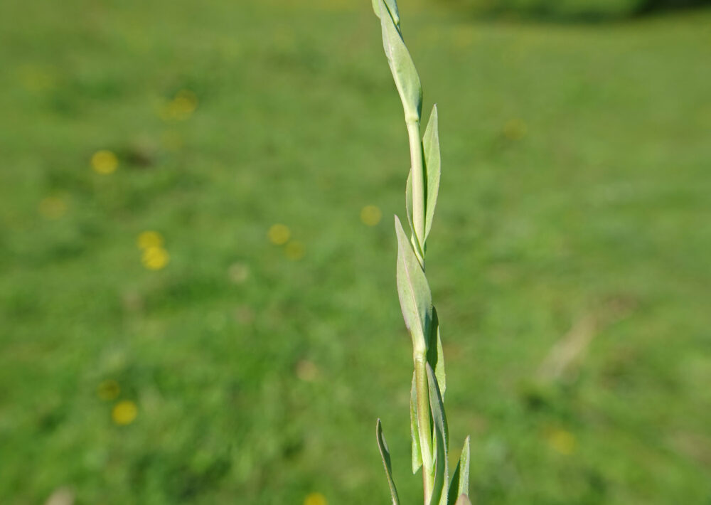 Torenkruid