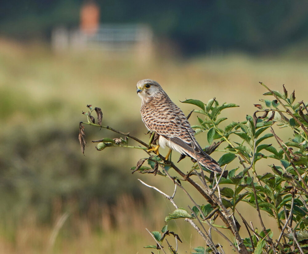Torenvalk (Ameland)