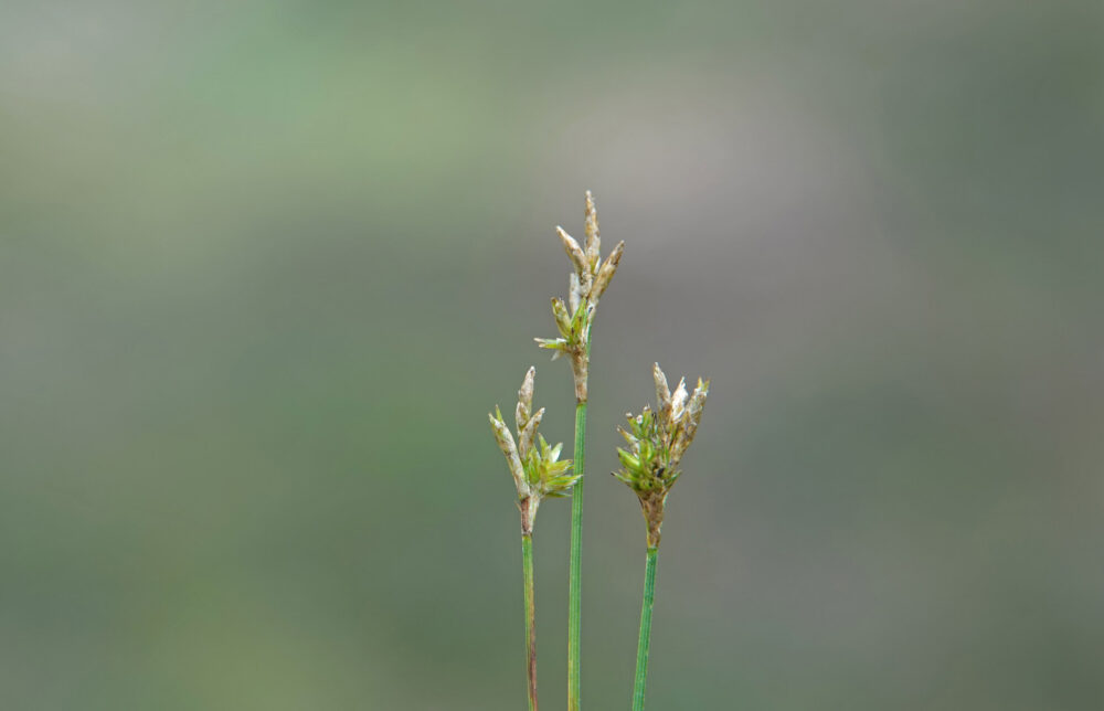 Trilgraszegge