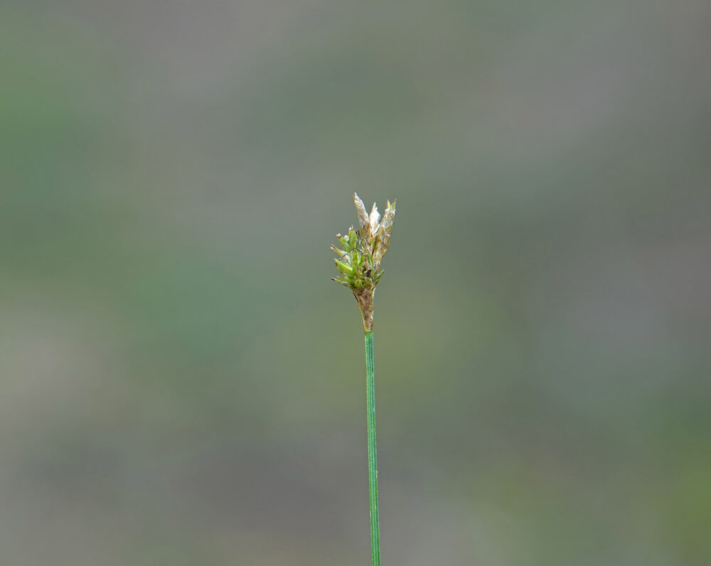 Trilgraszegge