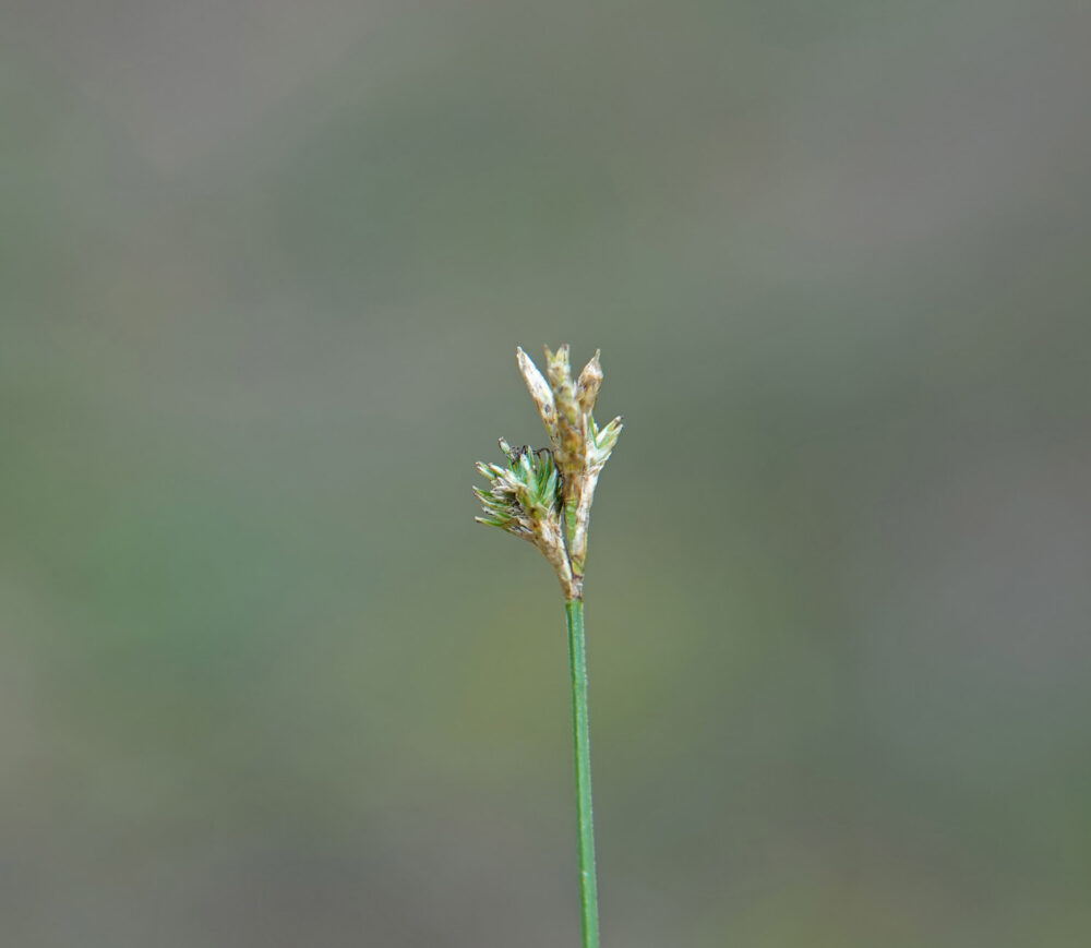 Trilgraszegge