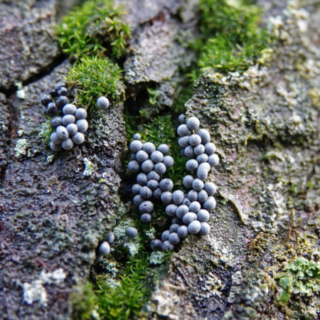 Troskalknetje