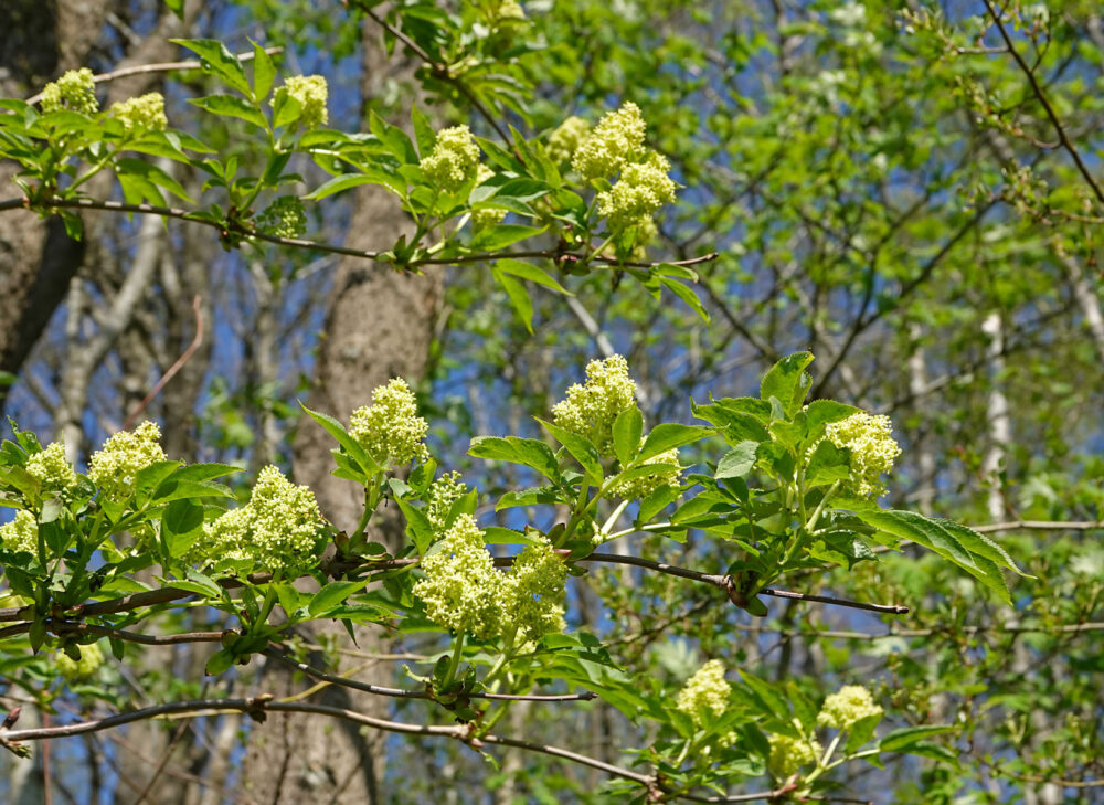 Trosvlier (Onlanden)