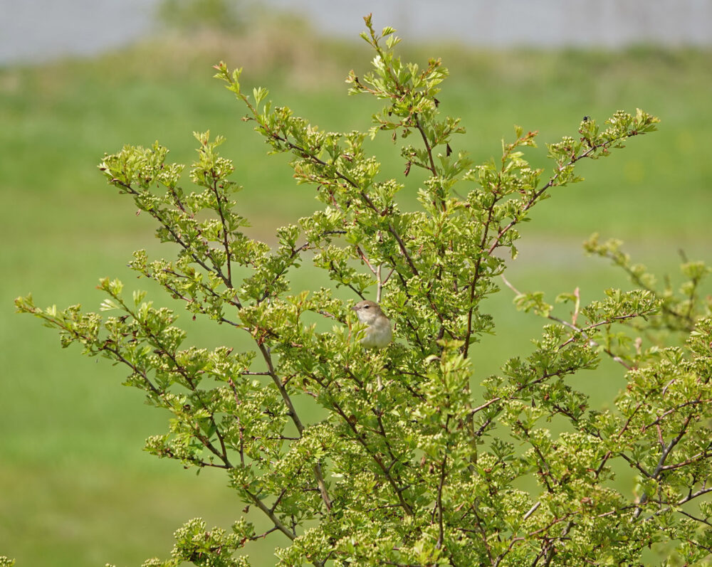 Tuinfluiter