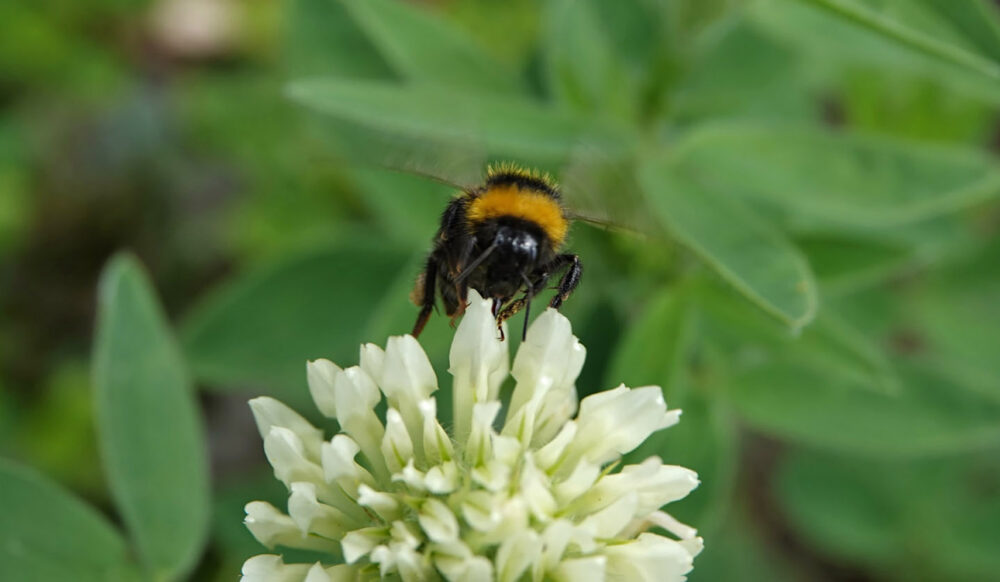 Tuinhommel