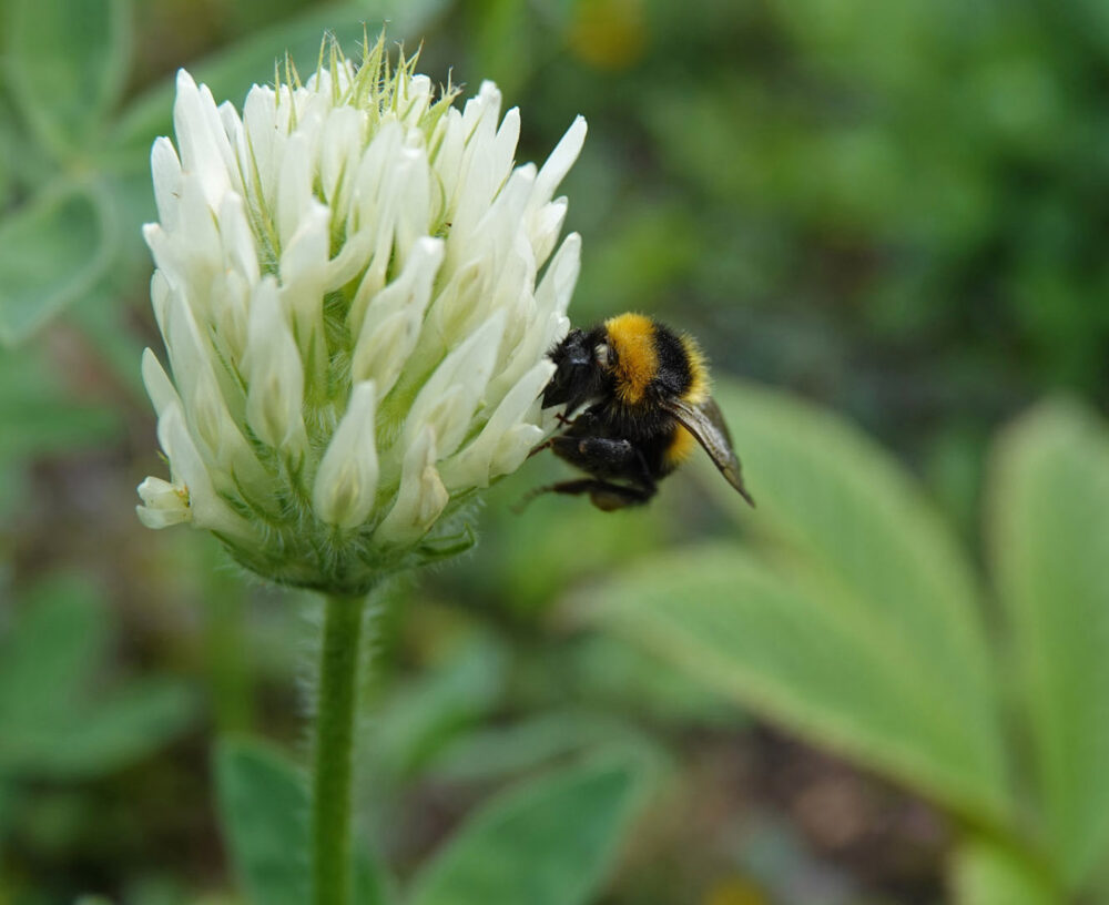 Tuinhommel