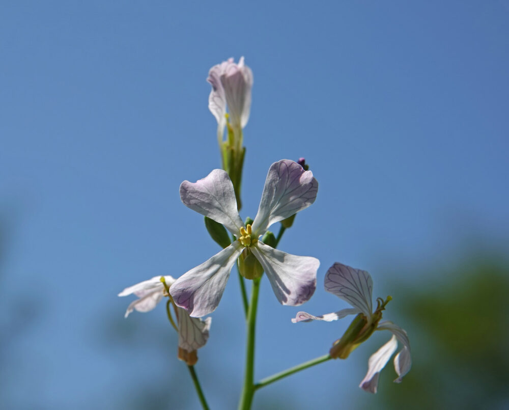Tuinradijs