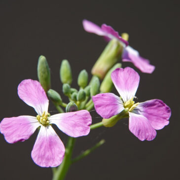 Tuinradijs