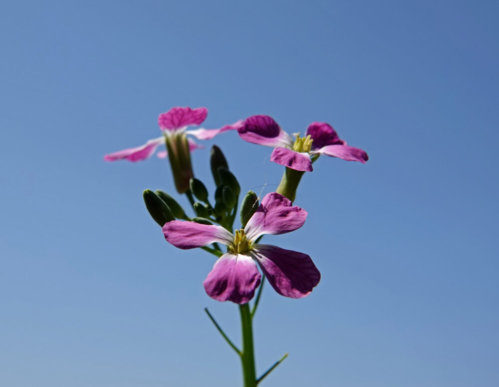 Tuinradijs