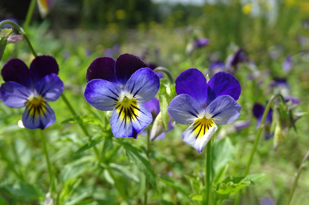 Tuinviooltje