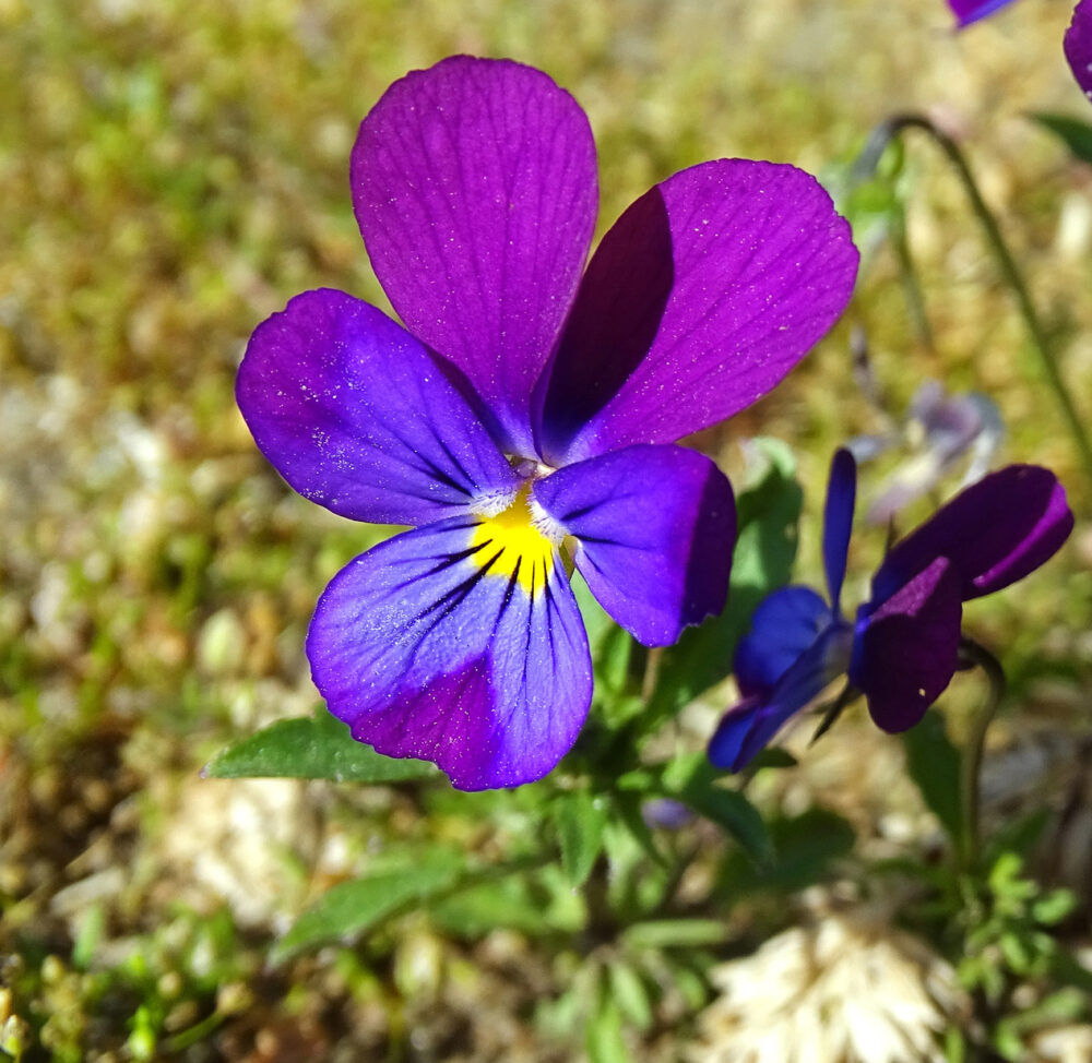 Tuinviooltje