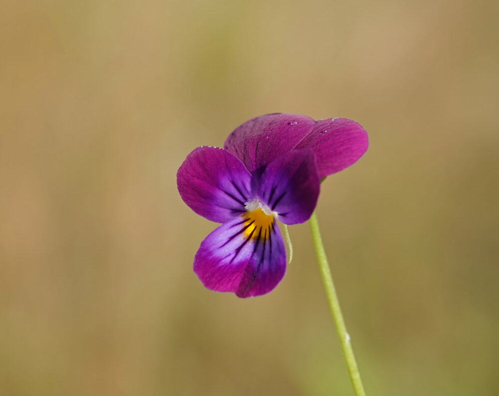 Tuinviooltje