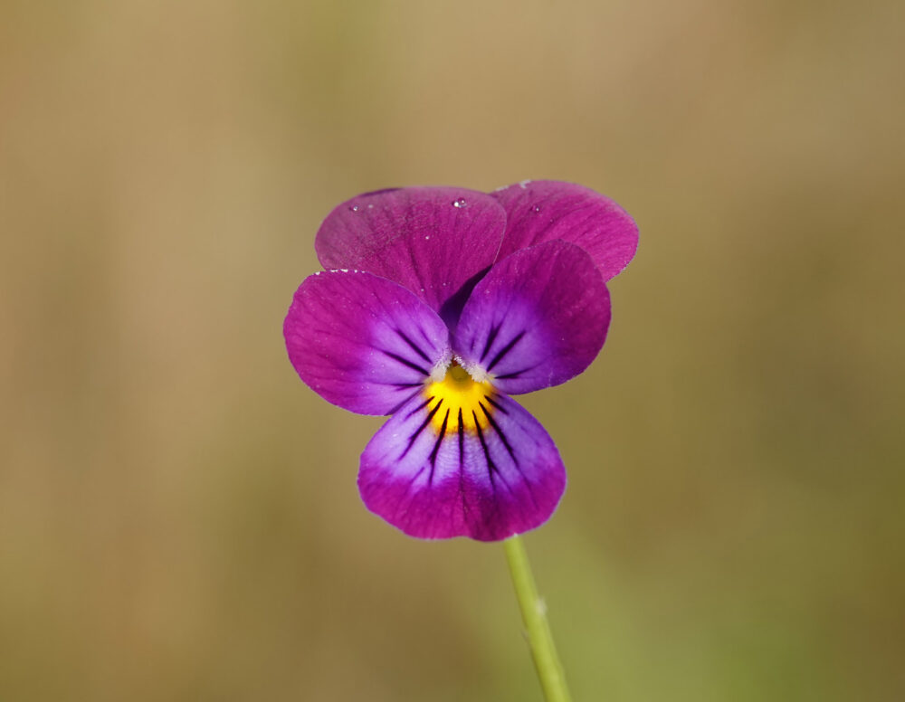 Tuinviooltje