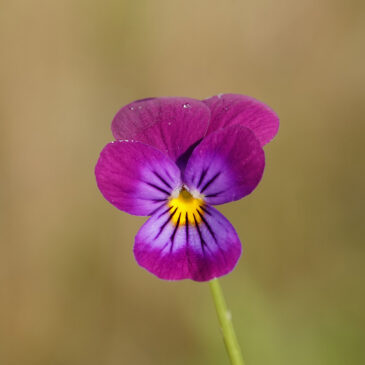 Tuinviooltje