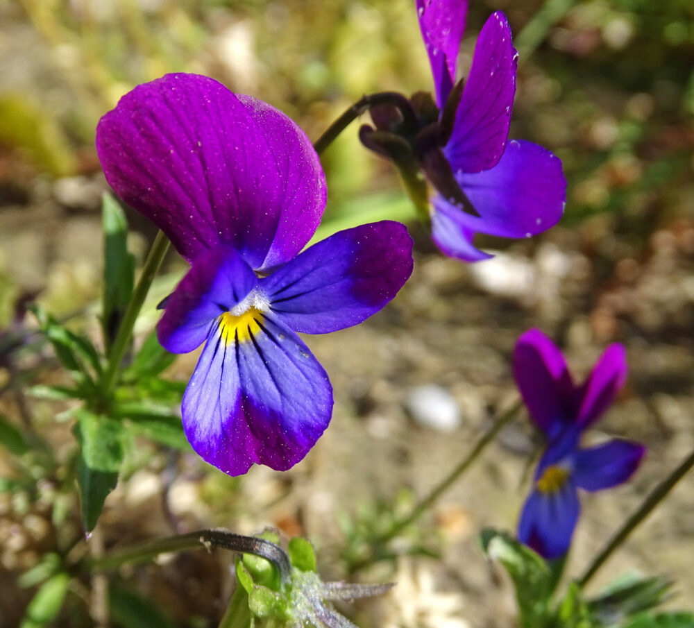 Tuinviooltje