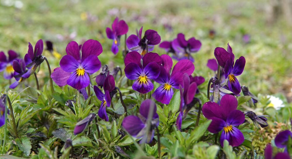 Tuinviooltje