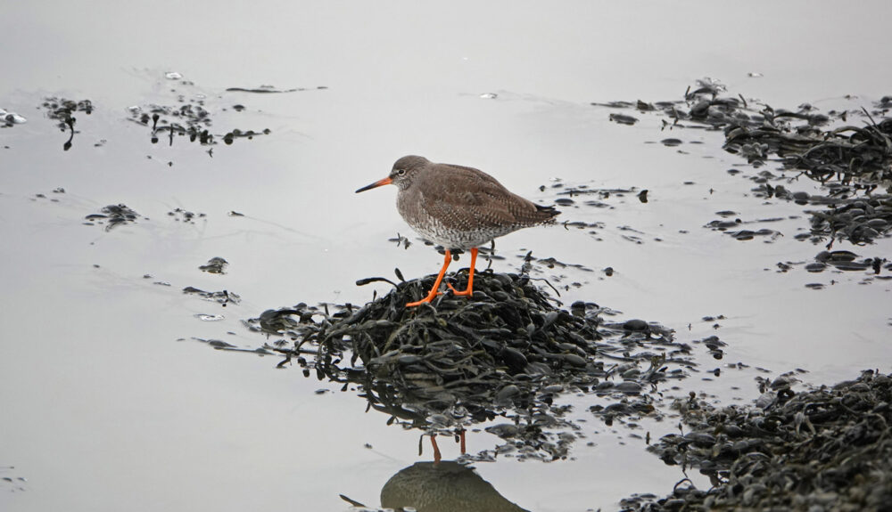 Tureluur (Waddenzee bij Harlingen)