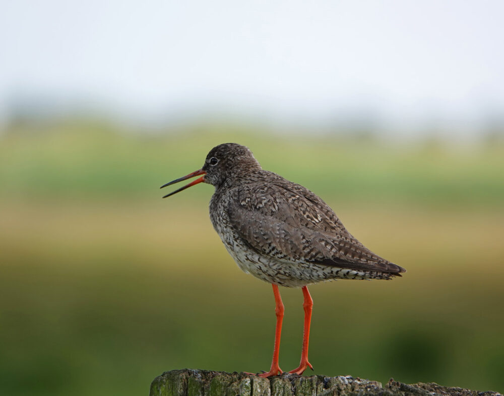 Tureluur (Zuidlaardermeergebied)