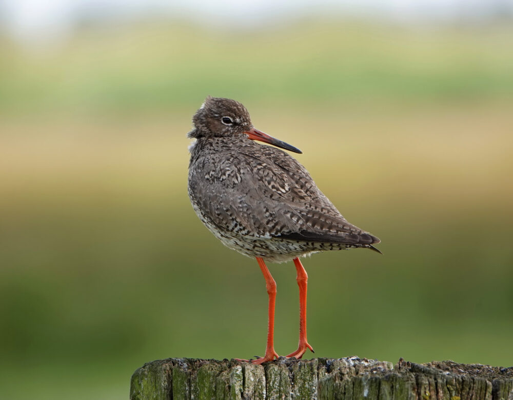 Tureluur (Zuidlaardermeergebied)