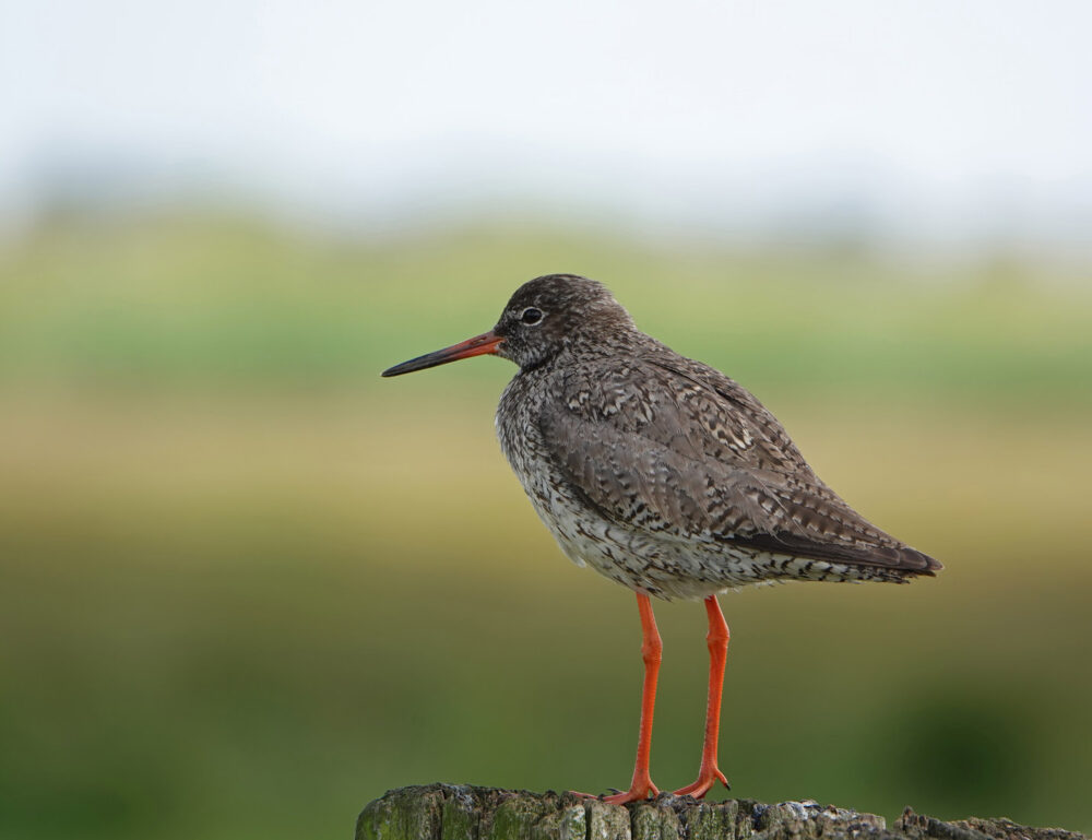 Tureluur (Zuidlaardermeergebied)