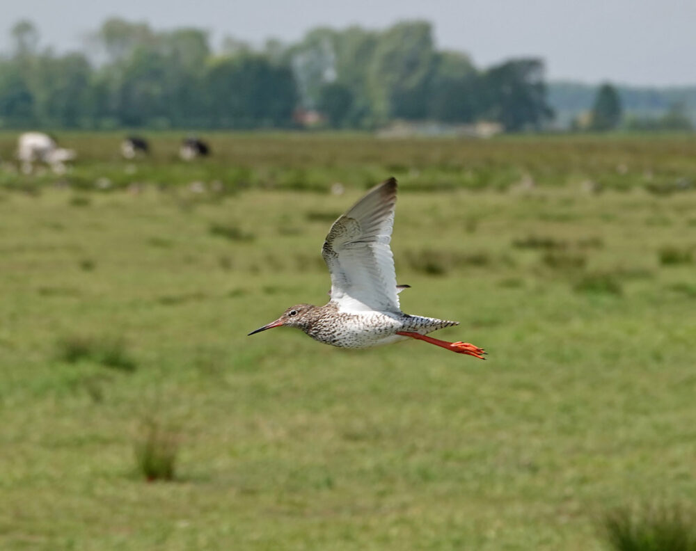 Tureluur (Oostpolder)