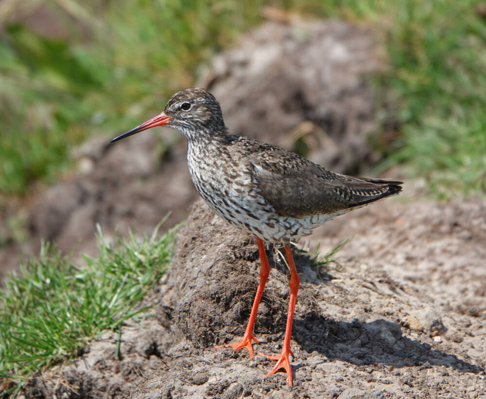 Tureluur (Oostpolder)