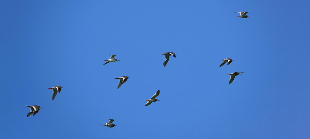Tureluurs boven het Wad