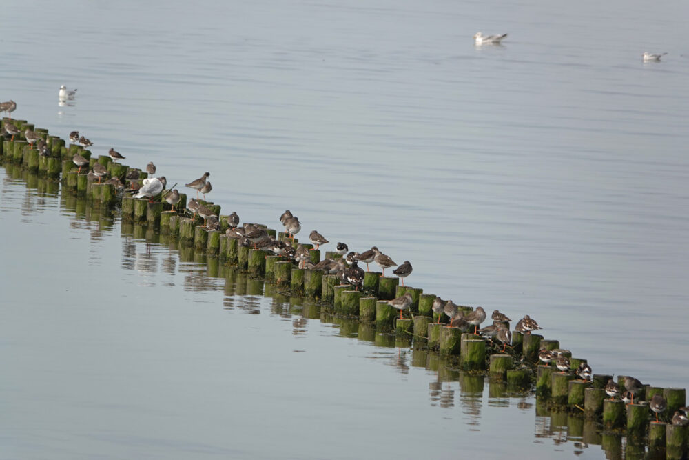 Tureluurs in veerhaven Holwerd (Holwerterwestpolder)