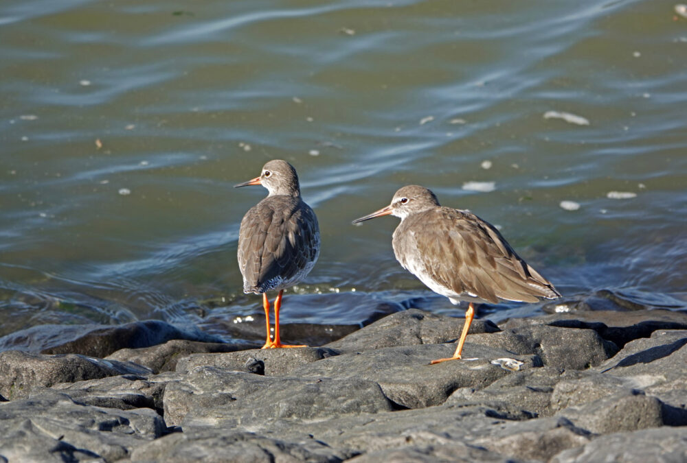 Tureluurs langs Waddenzee