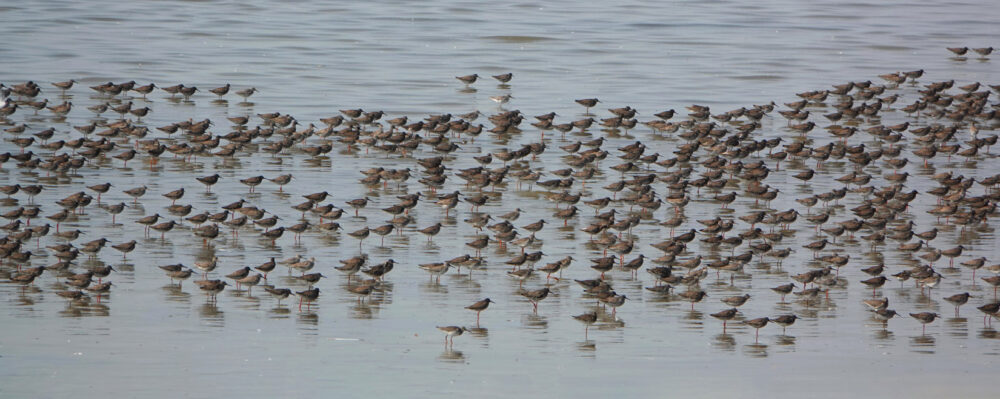 Tureluurs op kwelders Westhoek (Waddenzee)