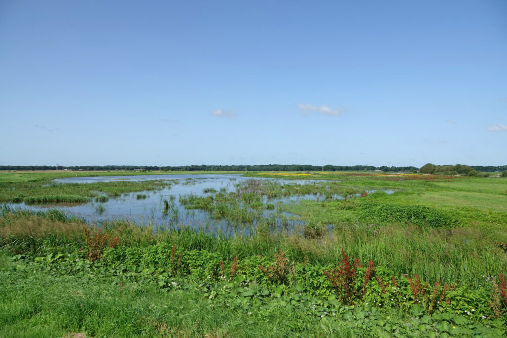 Tusschenwater in het voorjaar