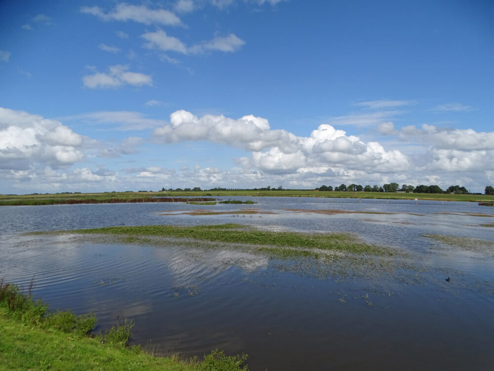 Uiterwaarden Reevediep