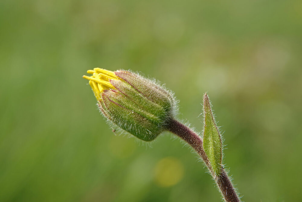 Valkruid