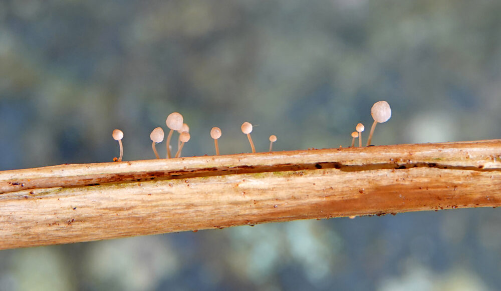 Varenmycena