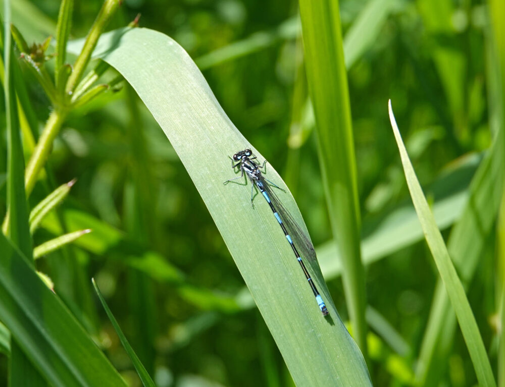 Variabele waterjuffer (Onlanden)