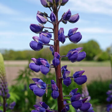 Vaste lupine