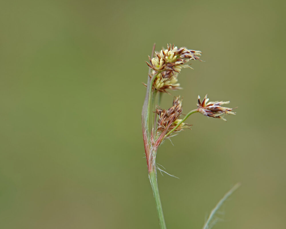 Veelbloemige veldbies