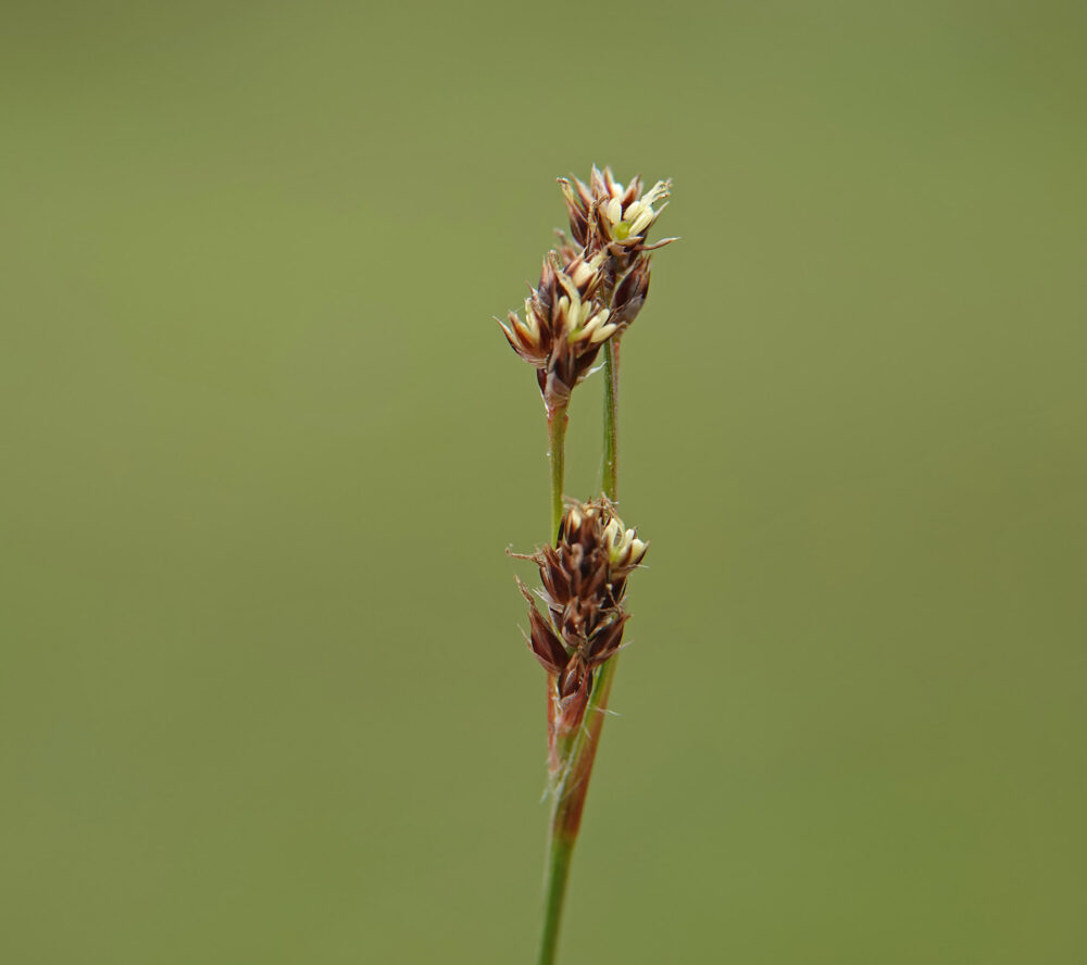 Veelbloemige veldbies