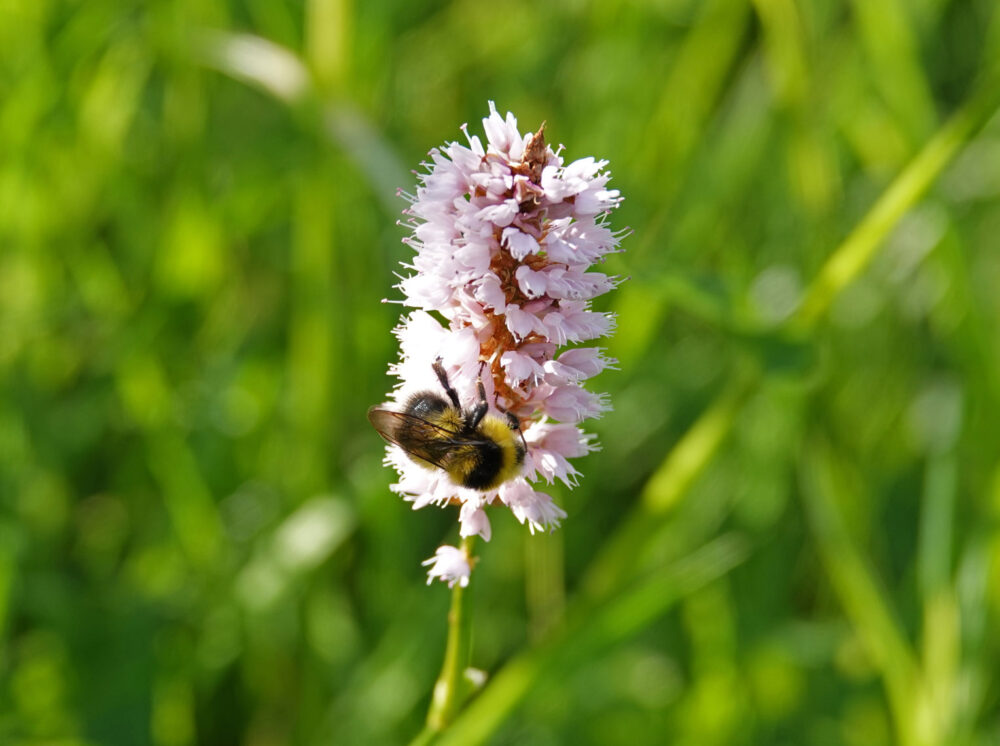 Veenhommel