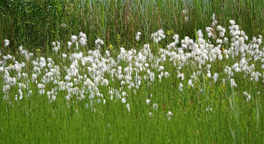 Veenpluis (Onlanden)