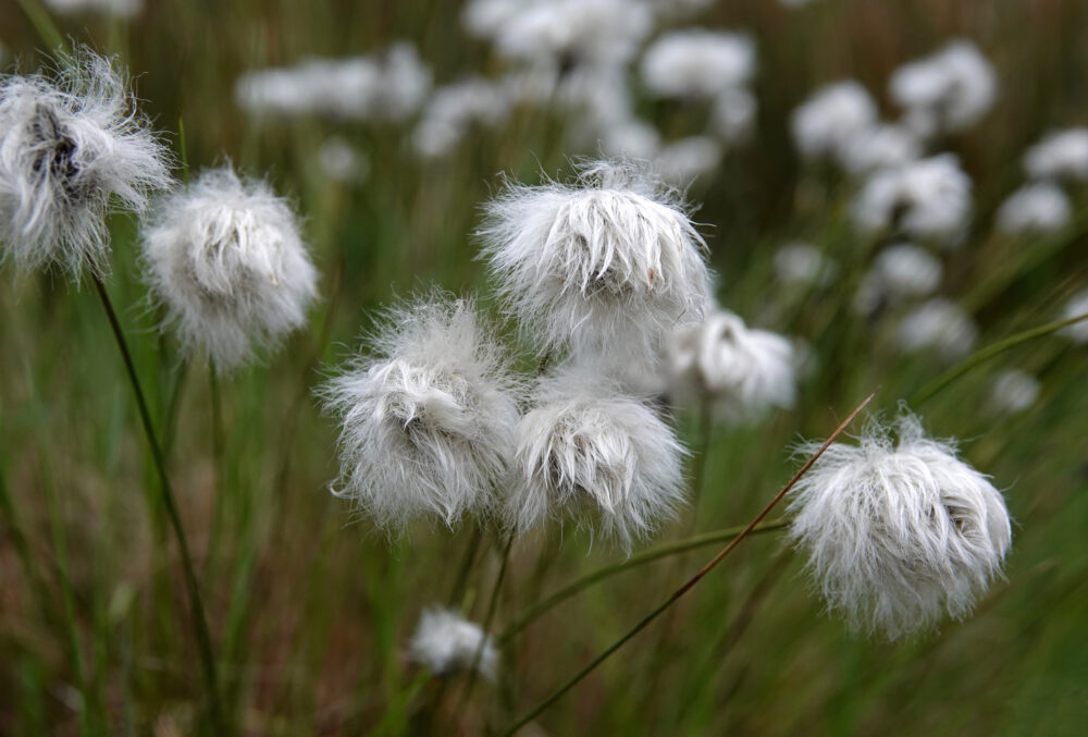 Veenpluis