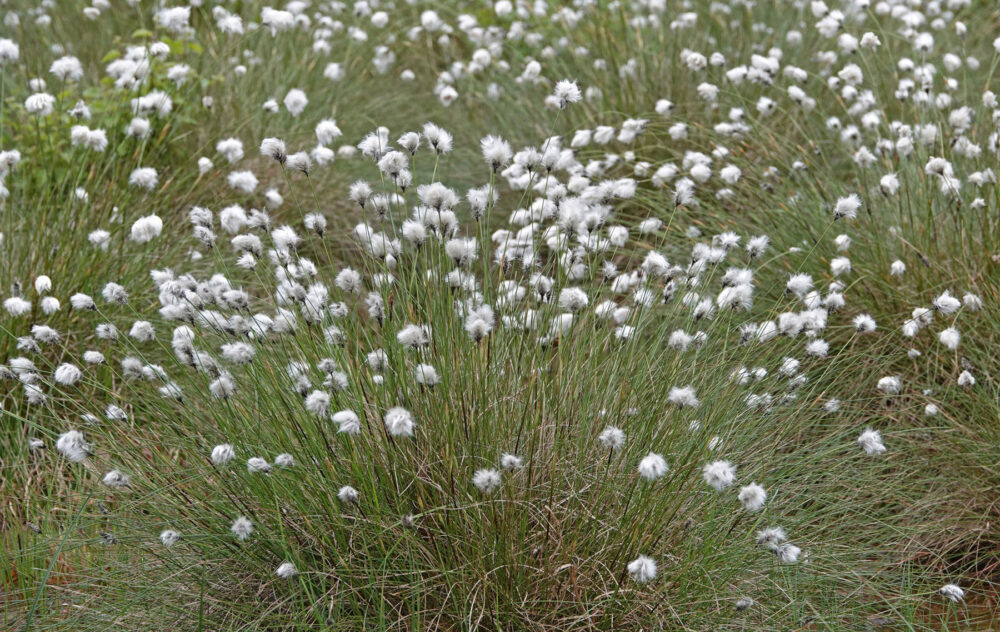 Veenpluis