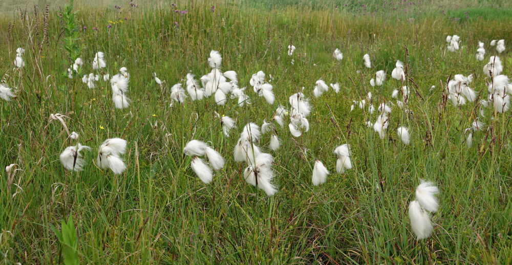 Veenpluis