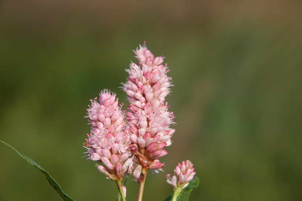 Veenwortel (Onlanden)