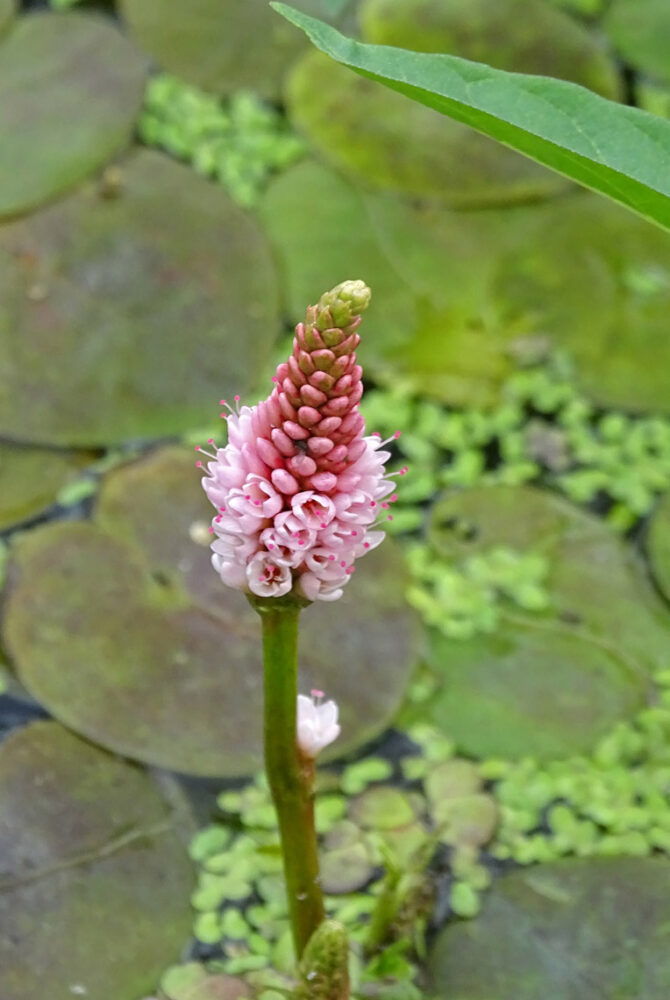Veenwortel (Onnerpolder)