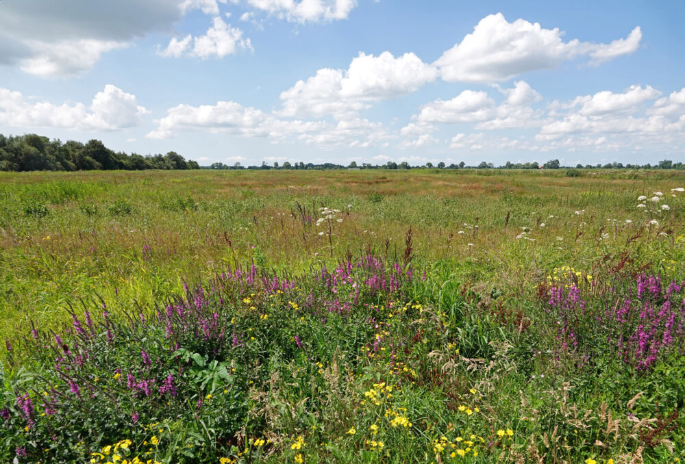 Veerslootslanden