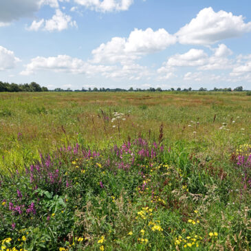Veerslootslanden