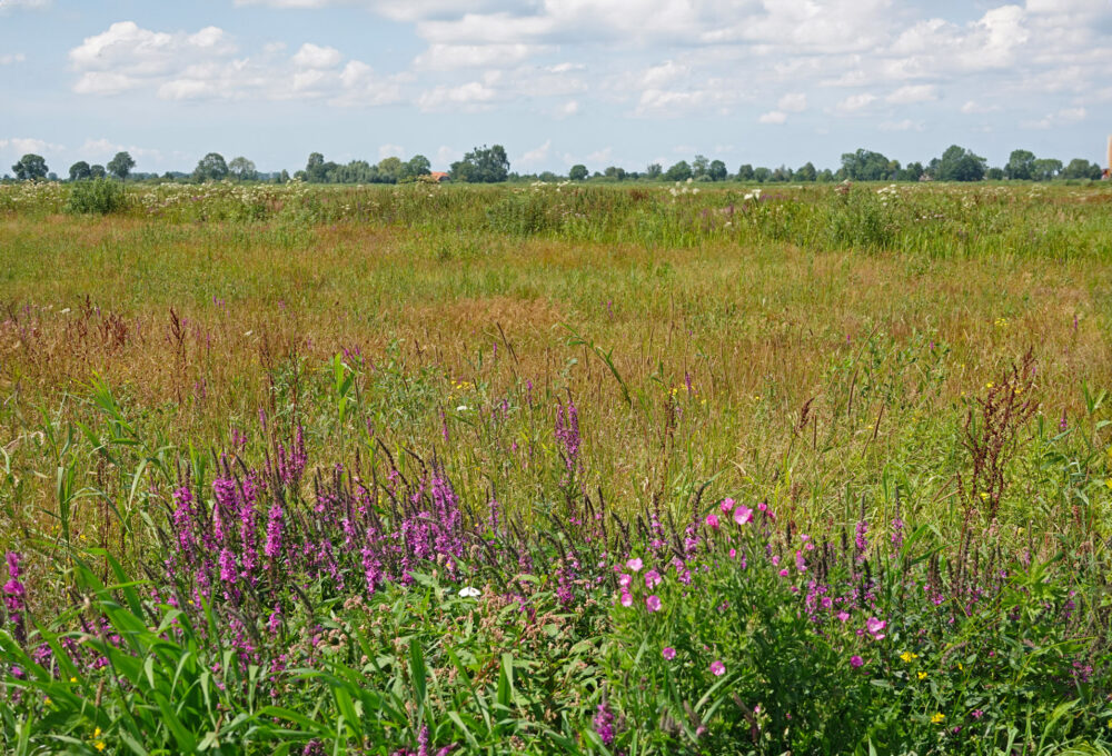 Veerslootslanden